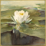 Water Lily in Sunlight. La Farge, John, 1835-1910