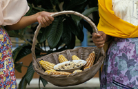 Women Holding a Basket of Corn.
 
Click to enter image viewer

Use the Save buttons below to save any of the available image sizes to your computer.
