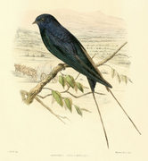 Blue Swallow. Sharpe, Richard Bowdler, 1847-1909