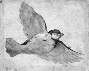 Study of a Flying Sparrow. Udine, Giovanni da, 1487-1564