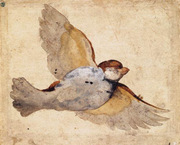 Study of a Flying Sparrow.
 Udine, Giovanni da, 1487-1564

Click to enter image viewer

Use the Save buttons below to save any of the available image sizes to your computer.
