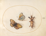 Animalia Rationalia et Insecta (Ignis): Plate XII. Hoefnagel, Joris, 1542-1601