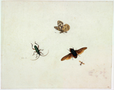 Four Insects. Bronckhorst, Johannes van