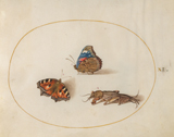 Animalia Rationalia et Insecta (Ignis): Plate XI. Hoefnagel, Joris, 1542-1601