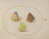 Animalia Rationalia et Insecta (Ignis): Plate XIV. Hoefnagel, Joris, 1542-1601