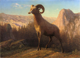 Rocky Mountain Sheep. Bierstadt, Albert, 1830-1902