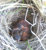 Savannah Sparrow Nestlings. Fleming, Kati