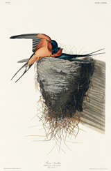 Barn Swallows.
 Audubon, John James, 1785-1851

Click to enter image viewer

Use the Save buttons below to save any of the available image sizes to your computer.
