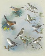 Warbler and Wrens.
 Thorburn, Archibald, 1860-1935

Click to enter image viewer

Use the Save buttons below to save any of the available image sizes to your computer.

